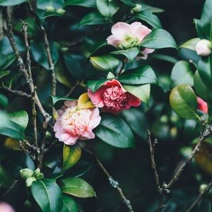 Meet your Posher, Dorothy